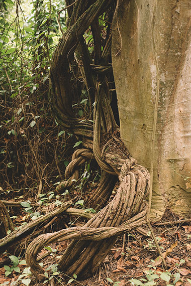 Liana de Ayahuasca